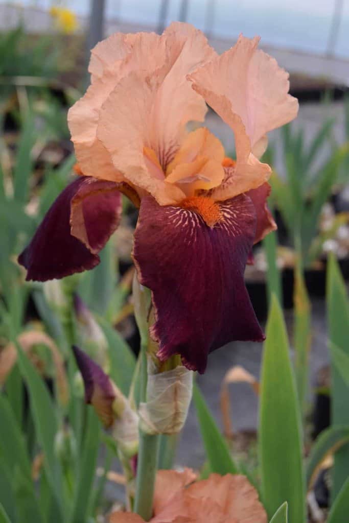Iris 'Cimarron Strip' ---